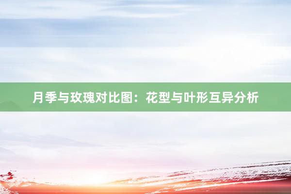 月季与玫瑰对比图：花型与叶形互异分析